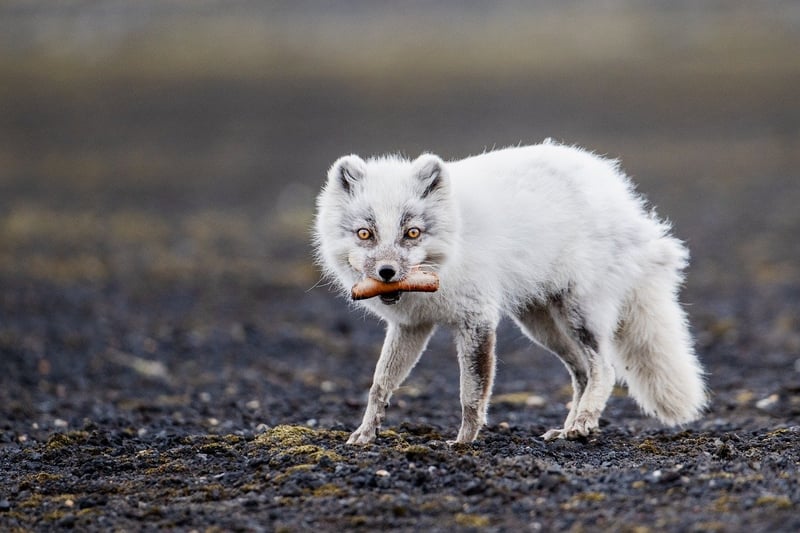 Arctic Fox in Svalbard, Norway