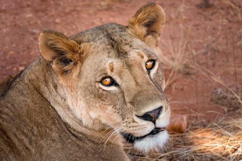 Wildlife Safari